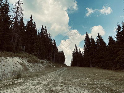 山中的松林全景爬坡晴天松树自然树木天空山脉旅行绿色图片