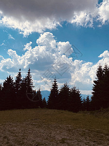 山中的松林绿色松树全景旅行蓝色山脉晴天自然树木爬坡图片