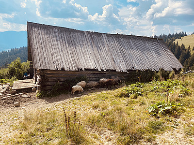 田里的羊在野外吃草农村白色国家羊肉乡村哺乳动物羊毛场地天空绿色图片