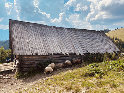 田里的羊在野外吃草农村农场农业草地母羊白色场地天空哺乳动物家畜图片