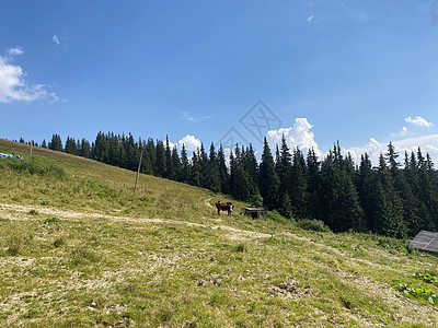 山上的奶牛在大自然中公园松树树木草地场地森林绿色山脉岩石蓝色图片