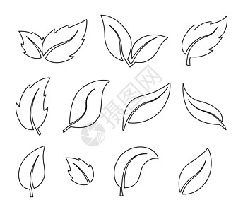 植物叶 薄线 空大纲 分离的树叶矢量图片