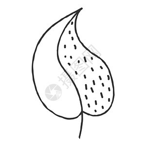 矢量亲手绘制植物叶的插图 面条风格概念叶子变体空白草图库存手绘涂鸦艺术植物学背景图片