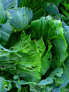 特写年轻的绿色卷心菜植物 卷心菜是一种多叶的绿色 红色 紫色 或白色 淡绿色 二年生植物 因其叶茂密的头部而作为一年生蔬菜作物种图片
