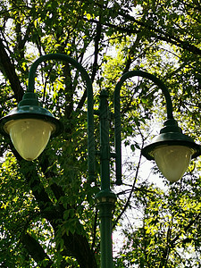 米斯科尔奇树旁的一盏灯图片