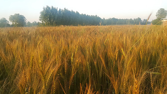 大麦田中大麦颗粒或黑麦的近视场地面包收成大麦农田季节生产食物稻草小麦图片