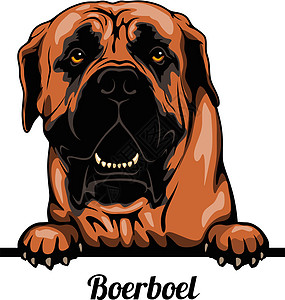 Boerboel - 彩皮狗 - 白被孤立的品种脸部图片