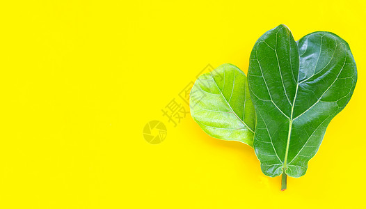 黄底的叶酸液化叶生长植物叶子植物学心形丛林生态绿色植物森林小提琴图片