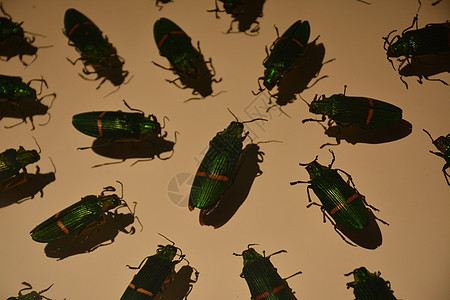 黑甲虫昆虫显示文物科学旅行博物馆国家展示历史旅游陈列柜收藏图片