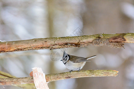 冬天的森林鸟类在饲料附近栖息生物学动物群野生动物山雀凤头树林动物花园羽毛季节图片