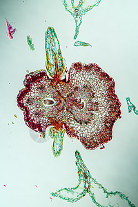 100x的显微镜下的箭状花朵杂草药材家族草药蓍草薄片科学植物宏观细胞图片
