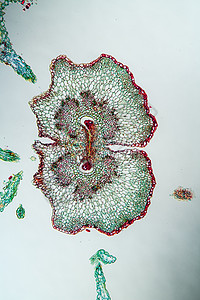 100x的显微镜下的箭状花朵生物学细胞薄片蓍草植物雏菊药材杂草西洋草药图片