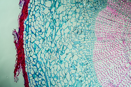 带根的丝绸堡 横过100节植物学放大镜植物薄片生物学灌木细胞宏观组织水管图片