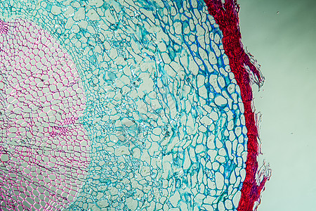 带根的丝绸堡 横过100节植物灌木科学植物学生物学组织学放大镜细胞薄片组织图片