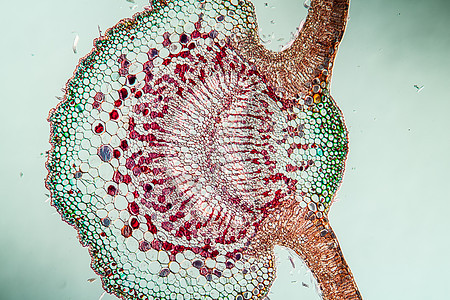 100x区交叉处的柳叶叶细胞植物组织薄片组织学宏观生物学放大镜植物学科学图片