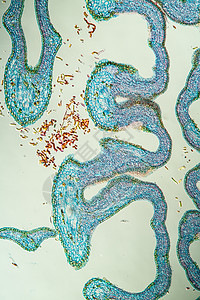 横环100节带花芽的胡桃栗子植物学花粉生物学面图板栗放大镜组织花蕾植物科学图片