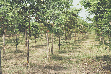 种植生长的西亚米亚玫瑰木特律树黄花连体木头植物树干农田花梨木森林公园林业图片