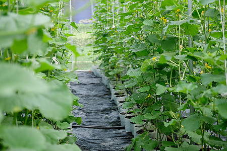 在农场绿屋种植的瓜植物叶子收获生产甜瓜生长温室食物果园产品水果图片