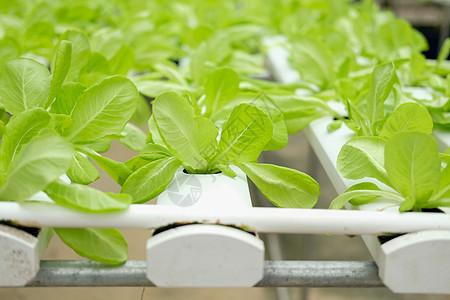 在水栽培农场的植物苗圃中生蔬菜种植食物水培生长栽培水培法花园沙拉培育技术生产图片