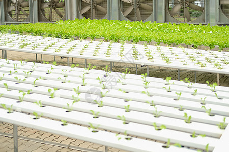 在水栽培农场的植物苗圃中生蔬菜种植生长农田沙拉商业种植园食物培育水培法水培花园图片