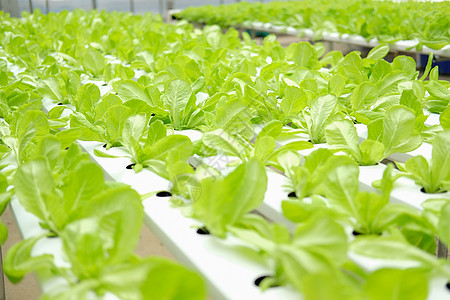 在水栽培农场的植物苗圃中生蔬菜种植食物栽培水培法培育种植园收成农田水培技术花园图片