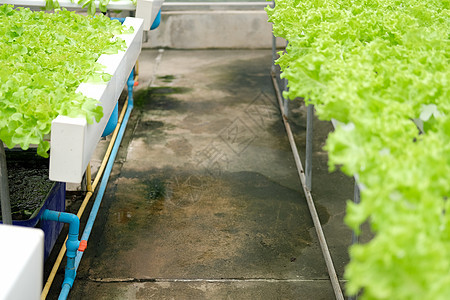 在水栽培农场的植物苗圃中生蔬菜种植水培法生产栽培农田技术培育种植园水培食物沙拉图片