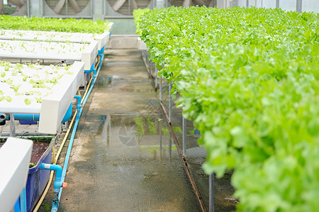 在水栽培农场的植物苗圃中生蔬菜种植栽培商业技术生长收成食物培育水培农田沙拉图片