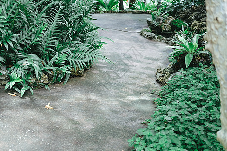 在园中植树 在园圃里装饰植物植物叶子绿色公园环境花园树叶背景图片