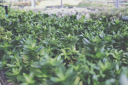 农场中生长的树脂苏普尔植物植被植物群花园种植园树叶植物学叶子肉质图片