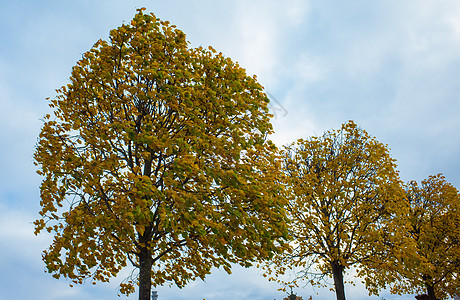 俄罗斯中部的秋季棕色叶子绿色树叶季节季节性公园黄色白色树木图片