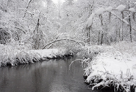 冬季风景木头森林季节乡村白色蓝色溪流林地冰柱降雪图片