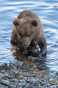 棕褐熊幼熊站在河岸边 捕红鲑鱼图片