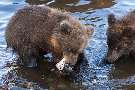 棕熊幼熊在产卵期间在河中捕捞红鲑鱼 在水中吃鱼图片