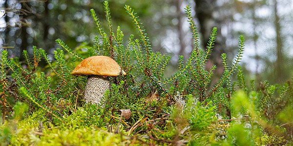 生长在绿色苔藓中的可食用的橙盖蘑菇 在森林里采摘蘑菇 欧洲北部森林中的食用菌森林帽子饮食菌类橙色橙子桔皮木头植物荒野图片