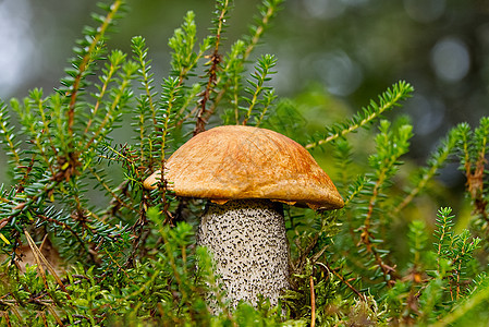 生长在绿色苔藓中的可食用的橙盖蘑菇 在森林里采摘蘑菇 欧洲北部森林中的食用菌植物宏观桔皮菌类帽子饮食环境橙子橙色荒野图片