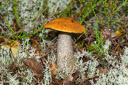 生长在绿色苔藓中的可食用的橙盖蘑菇 在森林里采摘蘑菇 欧洲北部森林中的食用菌桔皮菌类帽子木头橙子荒野环境叶子宏观饮食图片