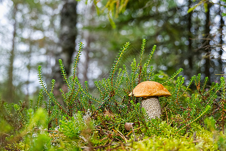 生长在绿色苔藓中的可食用的橙盖蘑菇 在森林里采摘蘑菇 欧洲北部森林中的食用菌荒野帽子饮食森林食物橙色菌类环境植物叶子图片