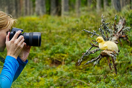 年轻女子在树林间徒步旅行并用相机拍照 中年女摄影师在秋天的森林里拍照 自然摄影女士技术女性爱好公园旅游闲暇成人单反冒险图片