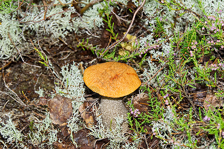 生长在绿色苔藓中的可食用的橙盖蘑菇 在森林里采摘蘑菇 欧洲北部森林中的食用菌植物木头荒野桔皮宏观帽子森林叶子食物菌类图片