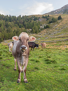 在意大利牧场上放牧的牛群图片