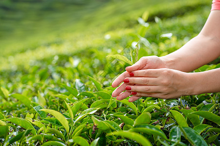 近距离 女孩轻轻地从山上高处的绿树丛中收集茶叶顶端叶子土地爬坡阳台农村高地场地农业场景女性花园图片