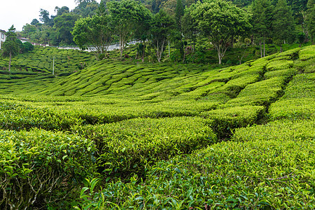 茶叶种植园卡梅伦谷 马来西亚高地的绿色山丘 茶叶生产 青茶绿灌木农场风景土地花园收成女士植物农村女性女孩图片