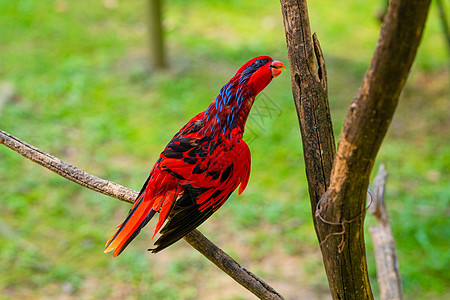 令人难以置信的美丽火热红色热带鹦鹉特写图片