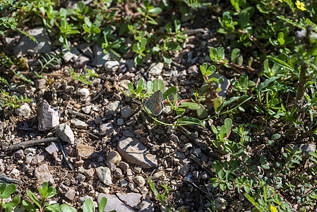 躺倒在地的多膜蝴蝶植物生活荒野鳞翅目植物群动物群野生动物叶子天线翅膀图片