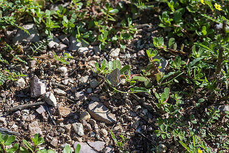 躺倒在地的多膜蝴蝶野生动物翅膀鳞翅目昆虫植物群动物群生活荒野环境花园图片