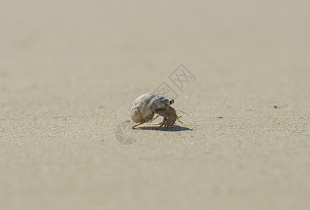 寄居蟹在海滩上走过海边钳子支撑环境海岸植物荒野甲壳沙漠宏观野生动物图片