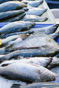 海产食品 新鲜的Barramundi鱼动物食物餐厅钓鱼烹饪市场鲈鱼健康饮食贸易部位图片
