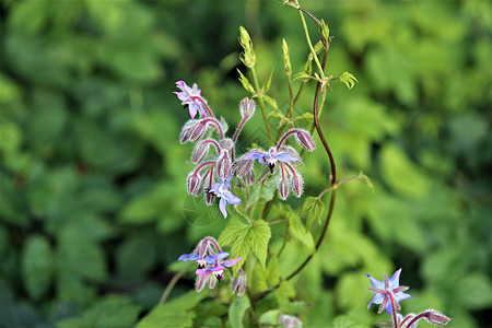 蓝色鲜花和花朵植物叶子背景植物群白色草本植物学公园草药绿色图片