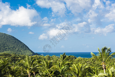 瓜德罗普岛有棕榈和海的热带景观图片