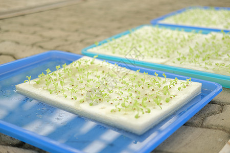 植物n中湿海绵上水栽培蔬菜苗苗苗圃花园叶子生长种子食物幼苗园艺水培法温室图片